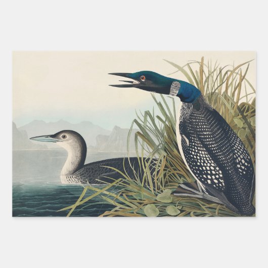 Feuille De Papier Cadeau Audubon Bird Loon Diver Classic (Devant)