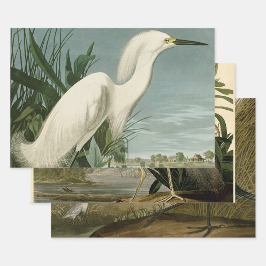 Feuille De Papier Cadeau Audubon Héron de neige Oiseaux d'aigrettes blanche (Lot)