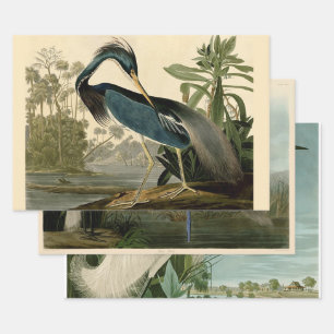 Feuille De Papier Cadeau Audubon Louisiana Heron Birds America Art