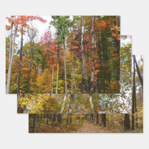 Feuille De Papier Cadeau Automne dans la forêt Colorée Photographie d'autom