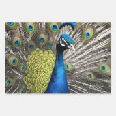 Feuille De Papier Cadeau Beau Peacock (Devant 2)