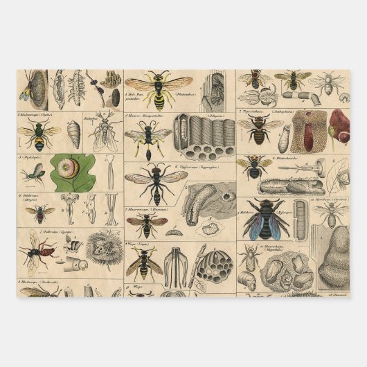 Feuille De Papier Cadeau Bee Insect Bug Wasp Natural History Bees (Devant)