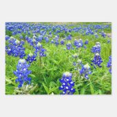 Feuille De Papier Cadeau Belle Bluebonnets Texas Photographie (Devant 3)