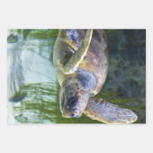 Feuille De Papier Cadeau Belle natation de tortue marine (Devant)