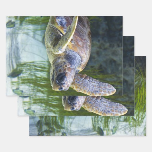 Feuille De Papier Cadeau Belle natation de tortue marine (Lot)