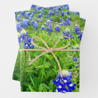 Belles Lupines Texas Photographie