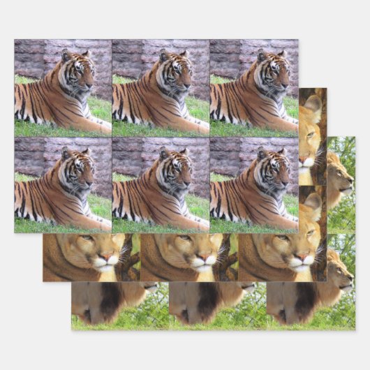 Feuille De Papier Cadeau Big Cat 3 Design Pack - Toutes les occasions (Lot)