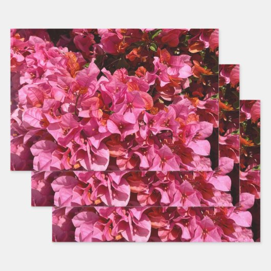 Feuille De Papier Cadeau Bougainvillea Arbuste de vinification rose tropica (Lot)