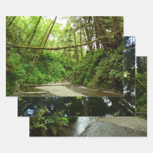 Feuille De Papier Cadeau Canyon Fern I au Parc national de Redwood (Lot)