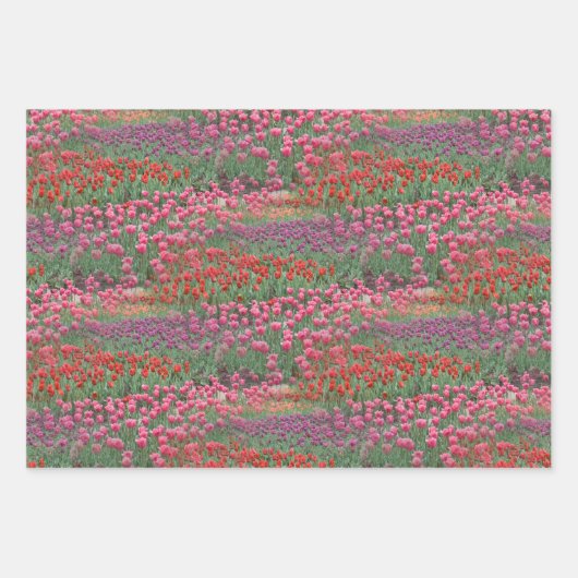 Feuille De Papier Cadeau Champ De Tulipes (Devant 3)