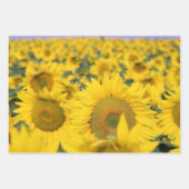 Feuille De Papier Cadeau Champ jaune de tournesols photo (Devant)