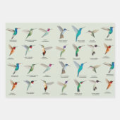 Feuille De Papier Cadeau Colibri nord-américain (Devant)