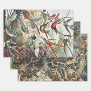 Feuille De Papier Cadeau Colibri Oiseau Faune Classique Peinture