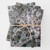 Feuille De Papier Cadeau Congelé (En situation)