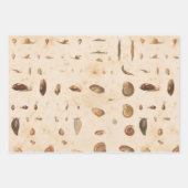 Feuille De Papier Cadeau Coquillage vintage et escargot (Devant 3)