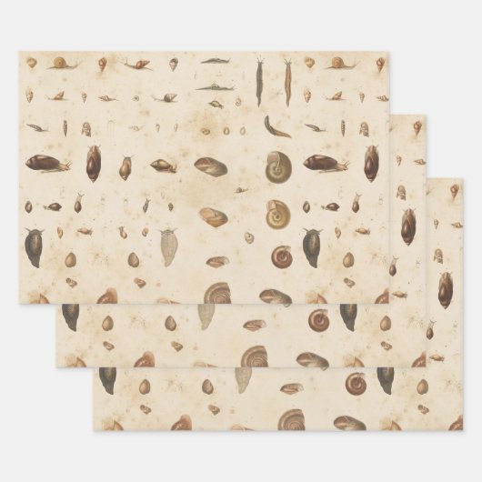 Feuille De Papier Cadeau Coquillage vintage et escargot (Lot)