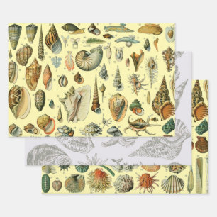 Feuille De Papier Cadeau Coquillages de coquillages Mollusk Clam Élégant Ar