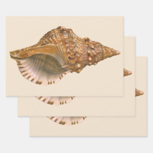 Feuille De Papier Cadeau Coquille de Triton, Coquillage Marin Vintage Anima