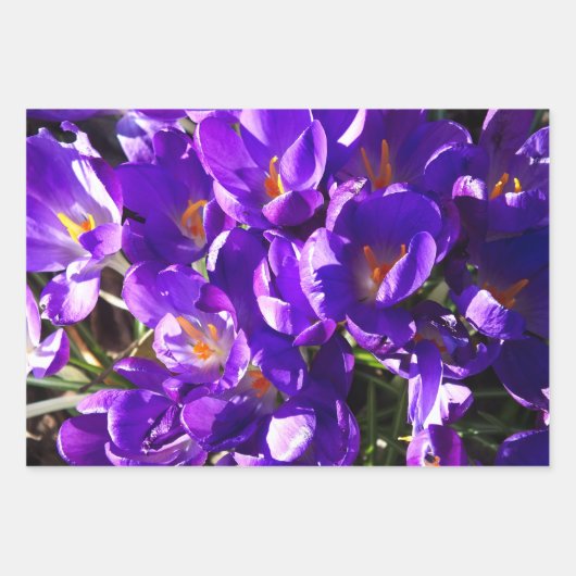 FEUILLE DE PAPIER CADEAU CROCUS DE PRINTEMPS (Devant)