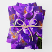 FEUILLE DE PAPIER CADEAU CROCUS DE PRINTEMPS (En situation)