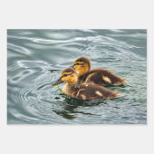 Feuille De Papier Cadeau Cute Mallard Ducklings Photo (Devant 3)