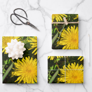 Feuille De Papier Cadeau Dandelion Flower Trio