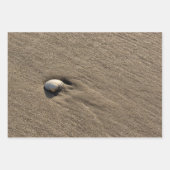 Feuille De Papier Cadeau Différentes photos de coquilles de mer (Devant 3)