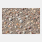 Feuille De Papier Cadeau Différentes photos de coquilles de mer (Devant)