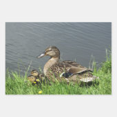 FEUILLE DE PAPIER CADEAU DUCK ET DUCKLINES (Devant 3)