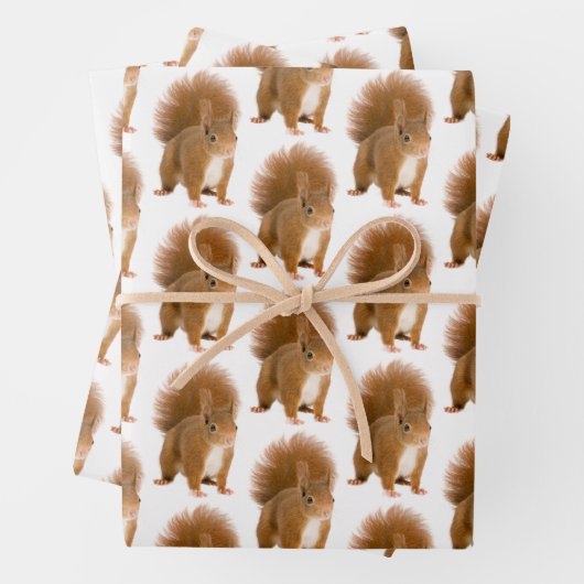 Feuille De Papier Cadeau Écureuil (En situation)