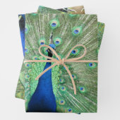 Feuille De Papier Cadeau Enveloppe cadeaux - Images de Peacock (En situation)