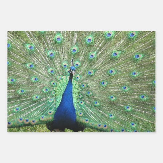 Feuille De Papier Cadeau Enveloppe cadeaux - Images de Peacock (Devant)