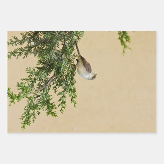 Feuille De Papier Cadeau Épervier (Devant)