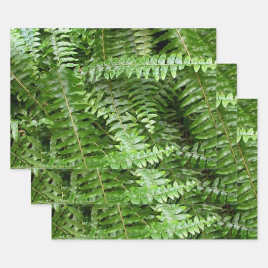 Feuille De Papier Cadeau Fern Fronds I Green Nature (Lot)