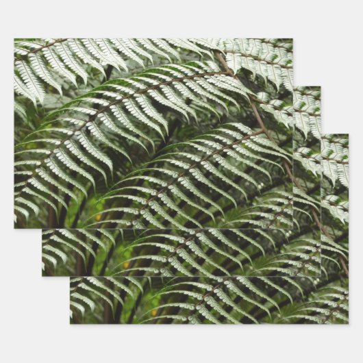 Feuille De Papier Cadeau Fern Fronds II Dark Green Nature (Lot)