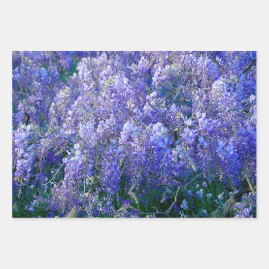 Feuille De Papier Cadeau Fleurs de bactéries violettes + Lavande (Devant 3)
