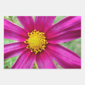 Feuille De Papier Cadeau Fleurs de Cosmos Rose Fleur Sauvage (Devant 2)
