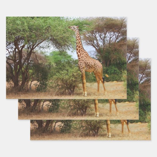 Feuille De Papier Cadeau Giraffe Masaï (Lot)