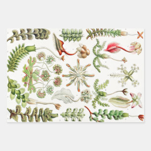 Feuille De Papier Cadeau Hepaticae Lebermoose par Ernst Haeckel