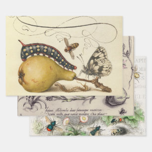 Feuille De Papier Cadeau Hoefnagel Vintage Poire & Insectes Renaissance 150