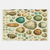 Feuille De Papier Cadeau Illustration scientifique végétale des fruits (Devant 3)