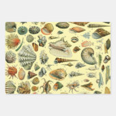 Feuille De Papier Cadeau Illustration scientifique végétale des fruits (Devant 2)