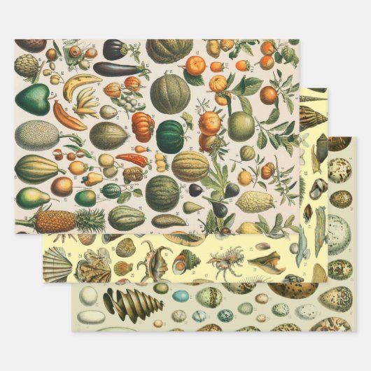 Feuille De Papier Cadeau Illustration scientifique végétale des fruits (Lot)