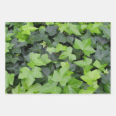 Feuille De Papier Cadeau Impression botanique verte Ivy (Devant 2)