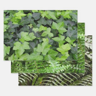 Feuille De Papier Cadeau Impression botanique verte Ivy