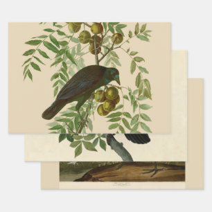 Feuille De Papier Cadeau Impression d'oiseau Grackle violet d'Audubon Botan