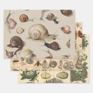 Feuille De Papier Cadeau Jardin d'escargots Animaux de compagnie Gastropod 