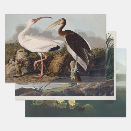 Feuille De Papier Cadeau John James Audubon White Ibis Bird Print Classic (Lot)
