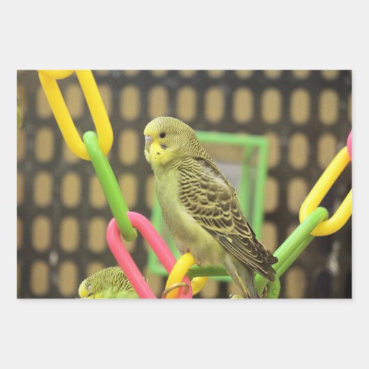 Feuille De Papier Cadeau Kiwi (Devant 2)