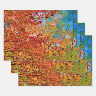 Feuille De Papier Cadeau L'automne laisse le ciel bleu orangé d'automne co